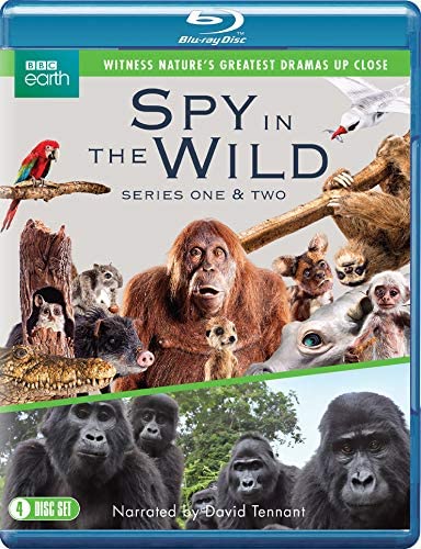 Spy In The Wild Sesong 12