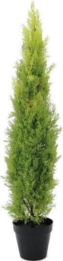 Europalms Cypress, Leyland, 120cm