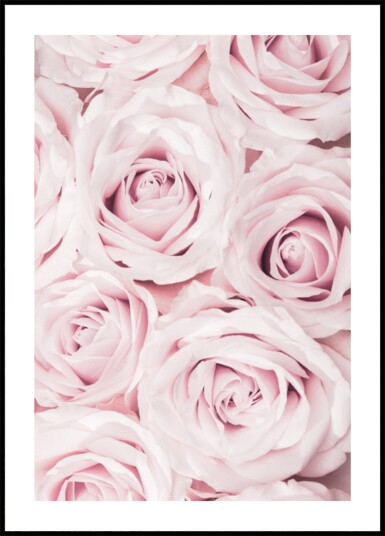 Soft Pink Roses Plakat / 100x150