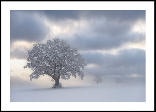 Cold morning Plakat Plakat / 70x100cm