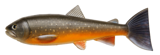 PulzBait Starter Kit Trout 20cm Arctic Char PulzBait Starter Kit Trout 20cm Arctic Char