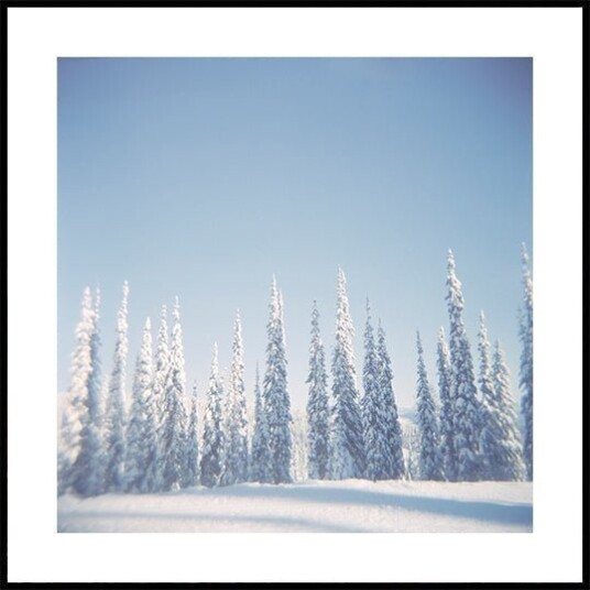 Winter Pines Poster Plakat / 40x40cm