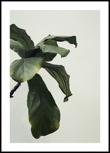 Botanical Leaves Plakat Plakat / 100x150cm