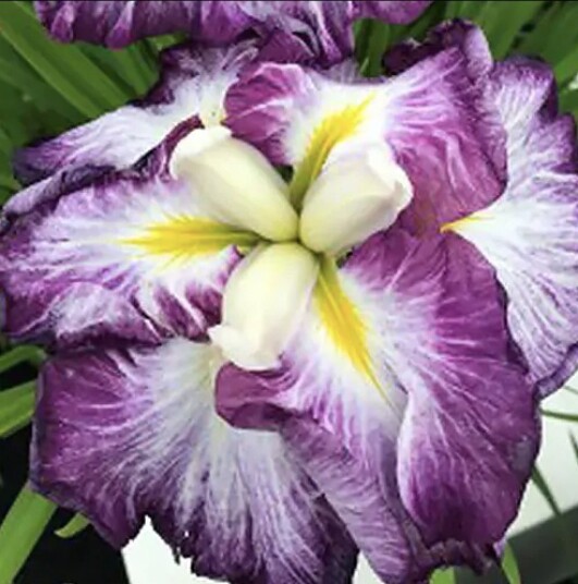 Sumpplante "Iris ensata Dinner Plate Cheese Cake"