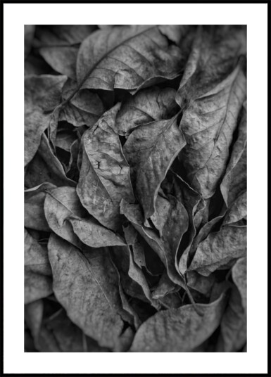 Monochrome Leaf Texture Plakat / 100x150