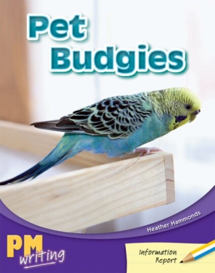 Pet Budgies Pet Budgies