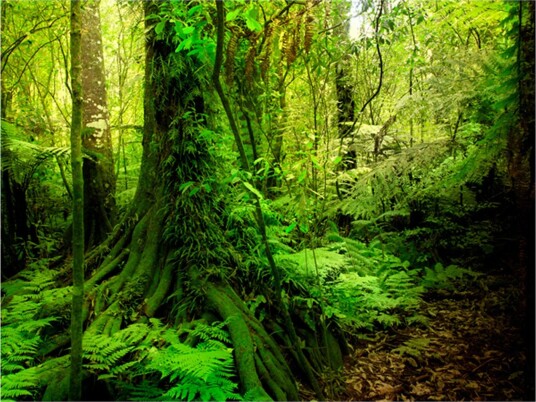 Fototapet Jungle 300x231 - Artgeist sp. z o. o.