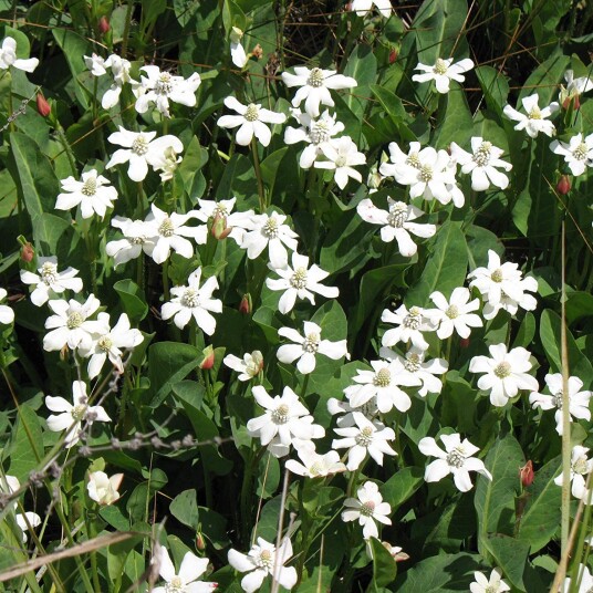 Sumpplante "Anemopsis californica"