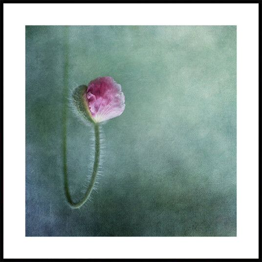 Trust Plakat Plakat / 30x30cm Trust Plakat Plakat / 30x30cm