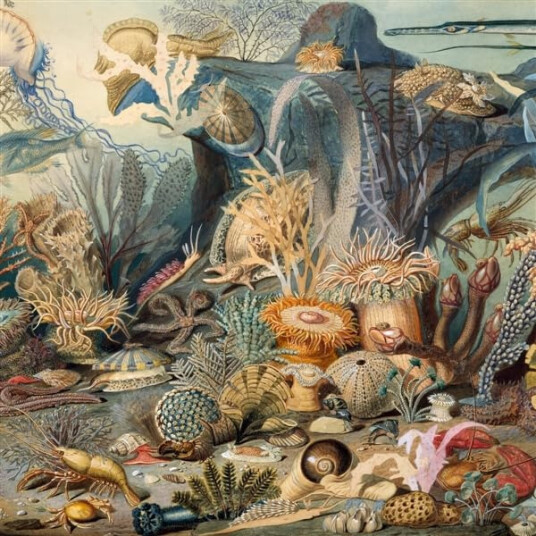 Chypho Episodes In Oceanography 2 CD