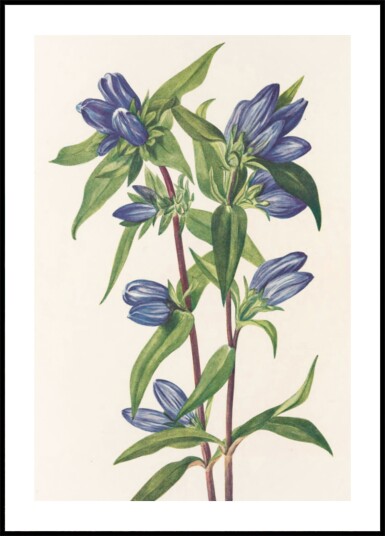Bottle Gentian From North American Wildflowers 1925 By Mary Vaux Walcott Plakat / 100x150 Bottle Gentian From North American Wildflowers 1925 By Mary Vaux Walcott Plakat / 100x150