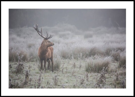 Prideful. deer . Poster Plakat / 21x30cm