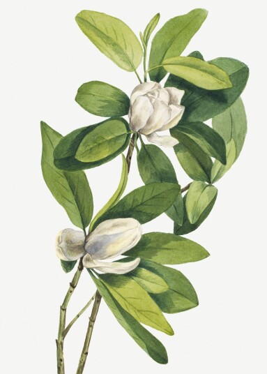 Plakat Botanisk Kunst Magnolia