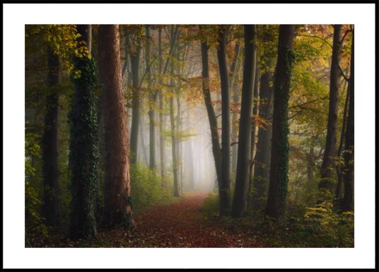Misty Autumn Forest Path Plakat / 30x40 Misty Autumn Forest Path Plakat / 30x40