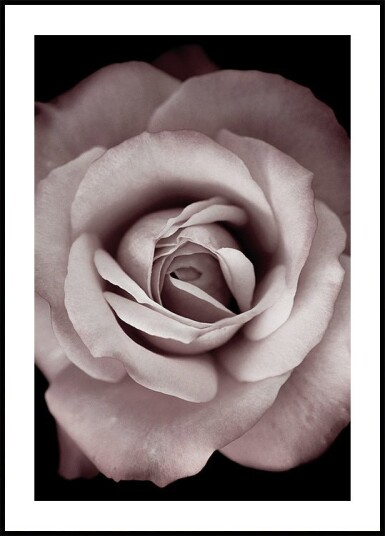 Pink Rose Plakat Plakat / 100x150cm