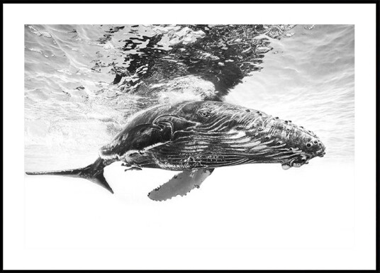 Humpback whale calf Plakat / 30x40cm Humpback whale calf Plakat / 30x40cm