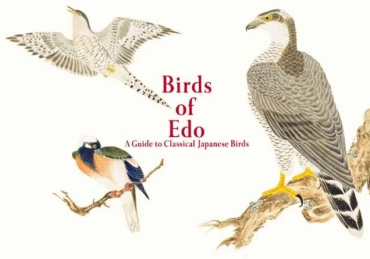 Birds Of Edo Av Pie International Birds Of Edo Av Pie International