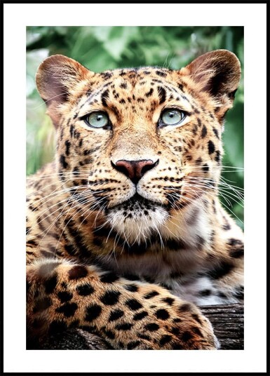 Leopard Close Up Poster Plakat / 100x150cm Leopard Close Up Poster Plakat / 100x150cm