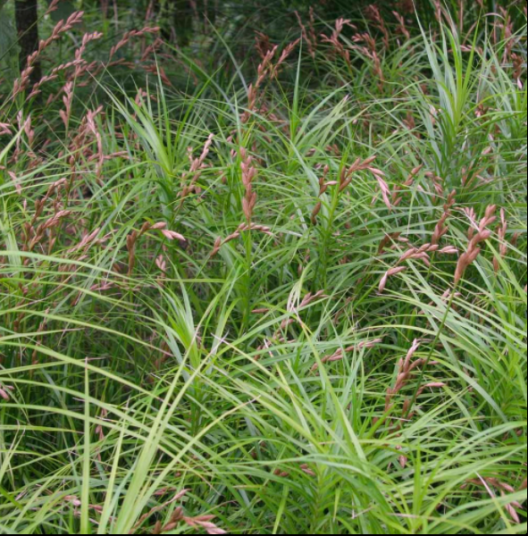 Sumpplante "Carex muskingumensis"