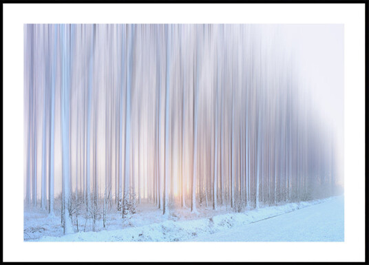 a curtain of trees Plakat Plakat / 40x50cm