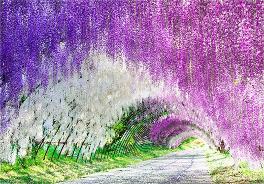 Fototapet Enchanted Garden 300x210 - Artgeist sp. z o. o.