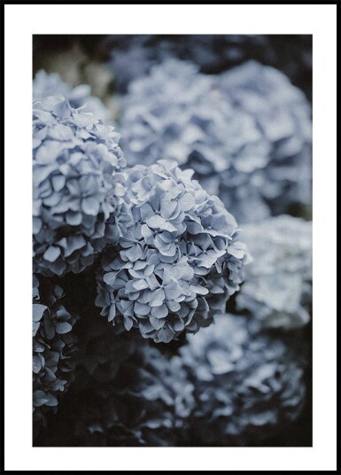 Blue Hydrangea Plakat Plakat / 100x150cm