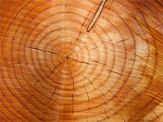 Fototapet Year rings On A Tree Trunk 250x193 - Artgeist sp. z o. o.