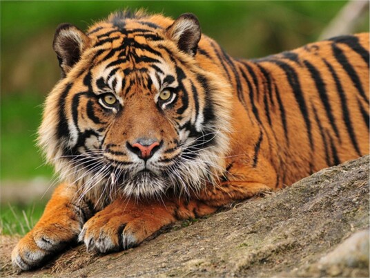 Fototapet Sumatra Tiger 200x154 - Artgeist sp. z o. o.