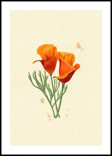 California Poppy Plakat Plakat / 50x70cm
