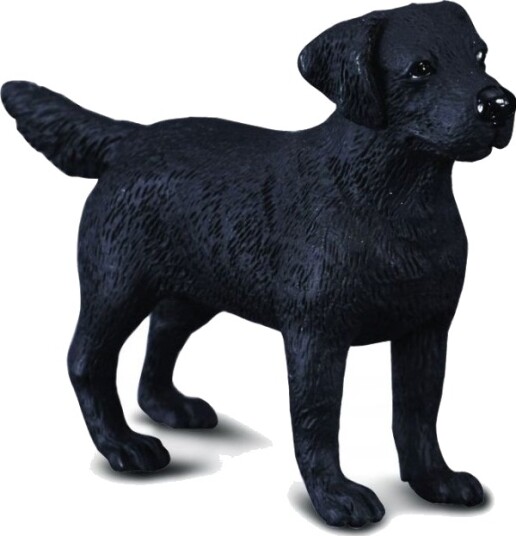 Labrador Hund M