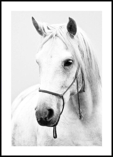 White Stallion Horse Plakat Plakat / 40x50cm