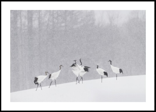 Red crowned Cranes Snowfall Plakat / 100x150 Red crowned Cranes Snowfall Plakat / 100x150