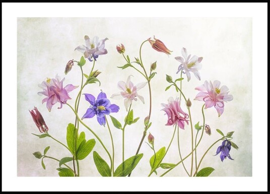 Columbine Plakat Plakat / 50x70cm