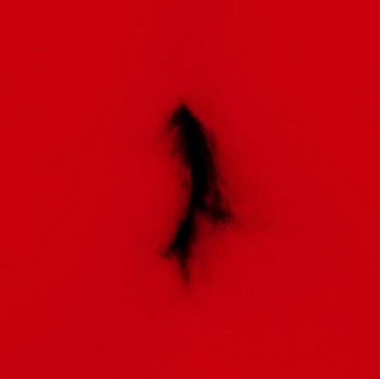 Dingwei  Untied  LP/Vinyl