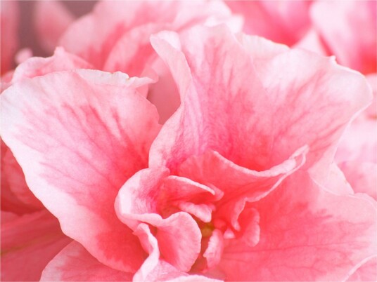 Fototapet Pink Azalea Flowers 200x154 - Artgeist sp. z o. o.