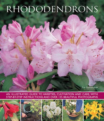 Rhododendrons Av Hawthorne Lin