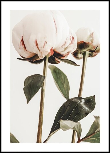 Peony 24 Plakat Plakat / 100x150cm