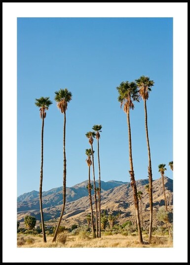 Palm Springs Morning on Film Plakat Plakat / 40x50cm
