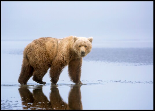 Brown Bear Reflection Plakat / 70x100 Brown Bear Reflection Plakat / 70x100