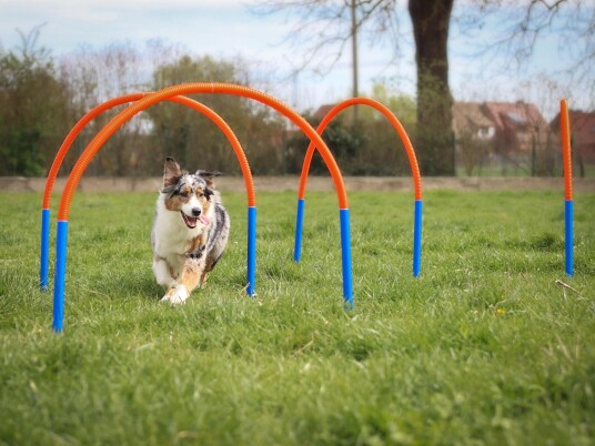Agility Hoopers Sett Agility Hoopers Sett