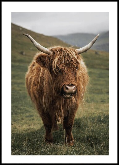 Highland Cow Near a Mountain Plakat Plakat / 30x40cm