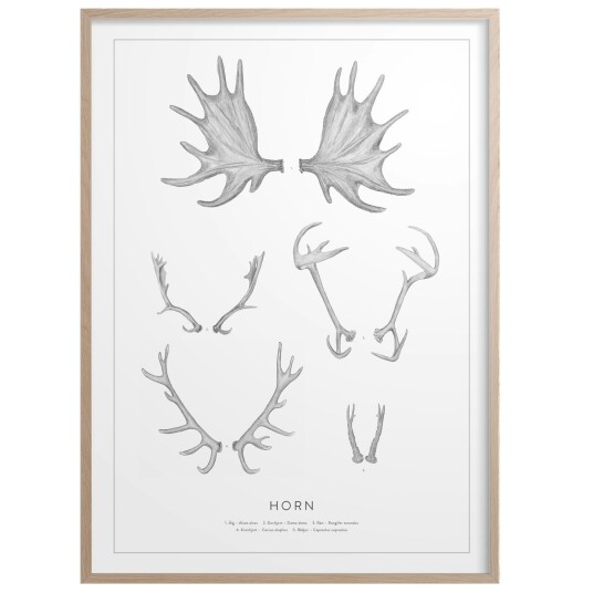 Kunskapstavlan® Horn Plakat 50x70 cm