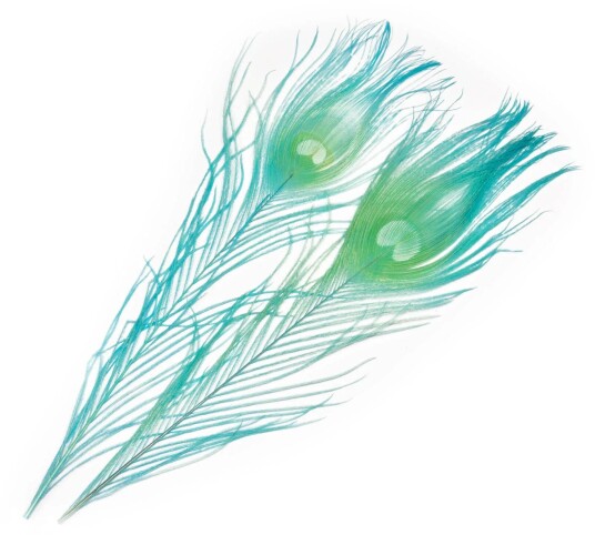 Frodin Flies Peacock Eye Feathers