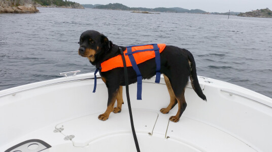 Redningsvest Hund 15-40kg Redningsvest Hund 15-40kg