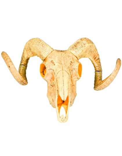 Buffalo Hodeskalle 29x38 cm Wild West