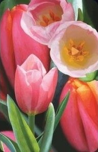 Worth Keeping 3D Kort Tulipan 180178 Worth Keeping 3D Kort Tulipan 180178