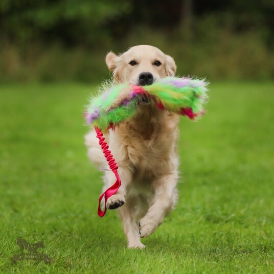 Doggie Zen Knitrende Bungee Hundeleke Vårfarger L