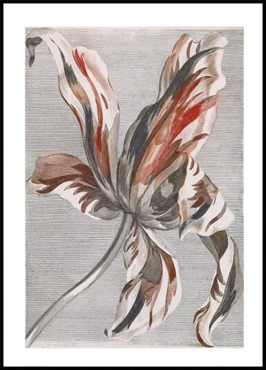 Tulip By Johan Teyler Plakat Plakat / 30x40cm Tulip By Johan Teyler Plakat Plakat / 30x40cm