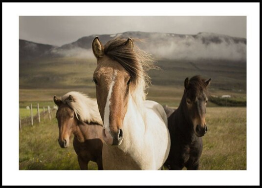 Graceful Horses Plakat Plakat / 70x100cm Graceful Horses Plakat Plakat / 70x100cm