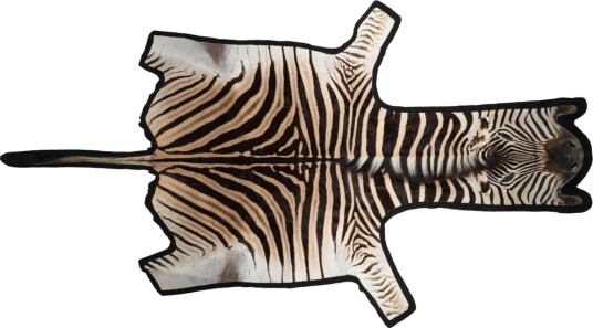 Sebraskinn | Premium kvalitet | Sør Afrika Zebra